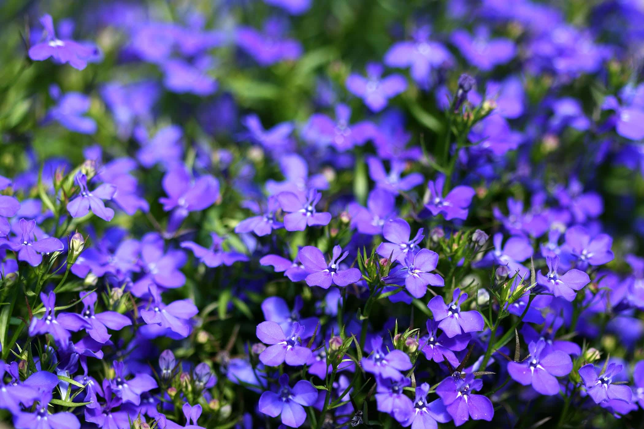 Lobelia: The Most Powerful And Versatile Herb | Medicinal Herb Store