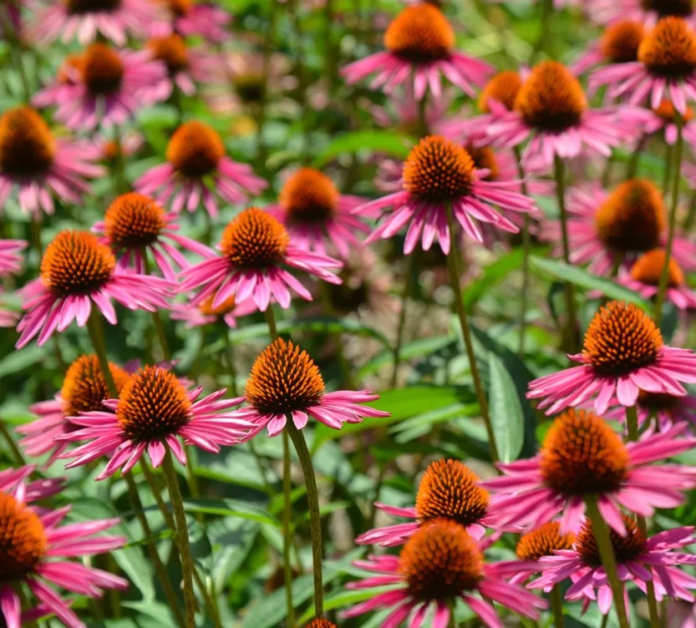 The Surprising Benefits of Echinacea for Oral Health More Than Just a
