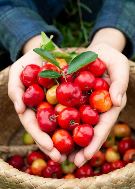 Natural Vitamin C, Health Benefits, Medicinal Herb