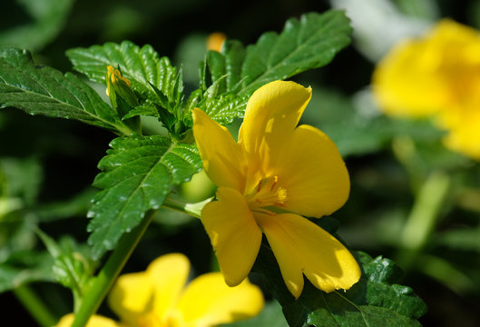 Women's Wellness, Hormonal Health, Hormonal Balance