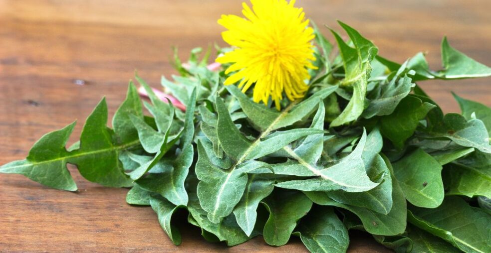natural iron sources, natural remedies, Dandelion health benefits