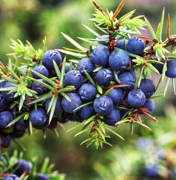 Juniper Berries Benefits, Prostate Health Natural Prevention, Herbal Prostate Care.