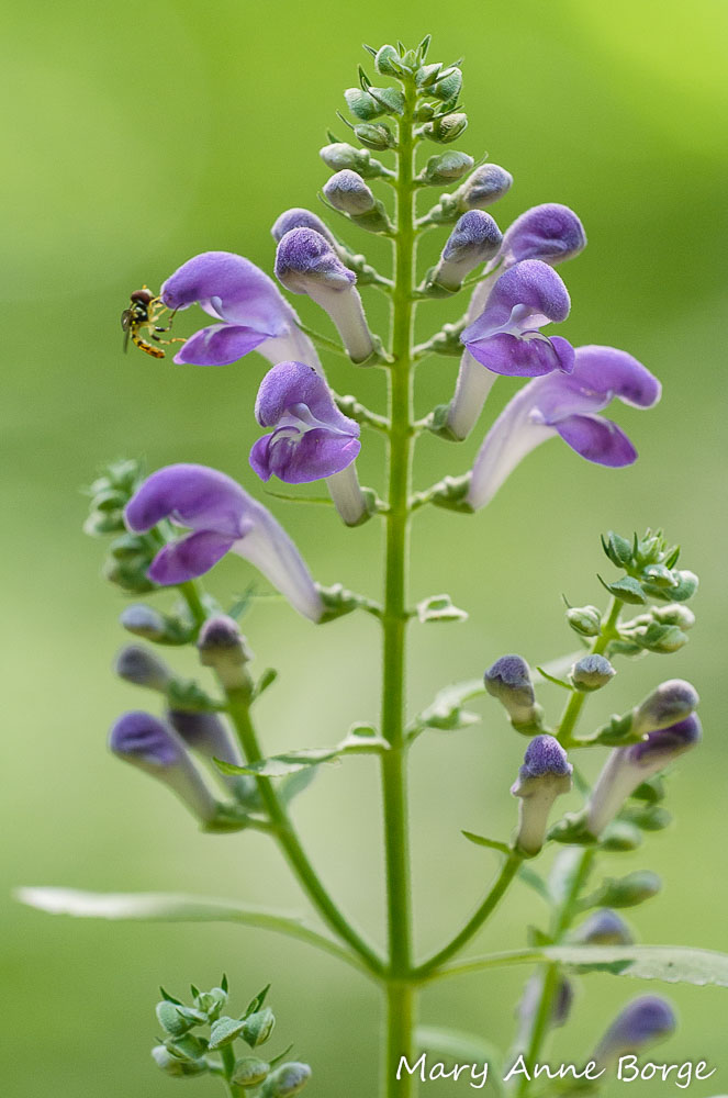 Nervous System Health, Medicinal Herb Studies, Neurological Health