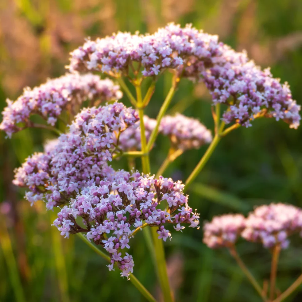 natural nerve calm, natural remedies for anxiety, herbal recipes for nerves