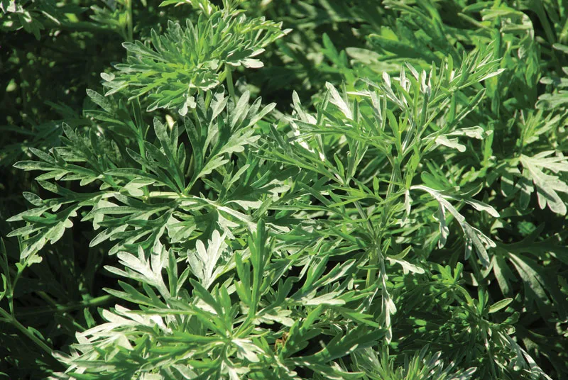 herbal remedies for parasites, anti-parasitic herbs, natural parasite prevention.
