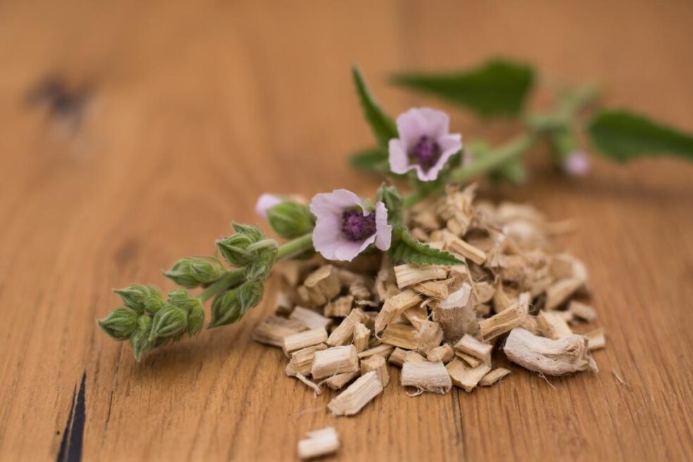 Immune-boosting herbs, Marshmallow Root for immune system, Advanced immune support