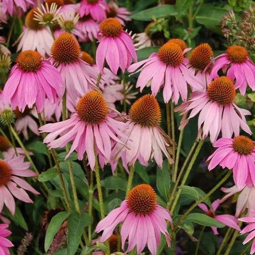 Herbal remedies for immune support, Natural immune boosters, Organic Echinacea root