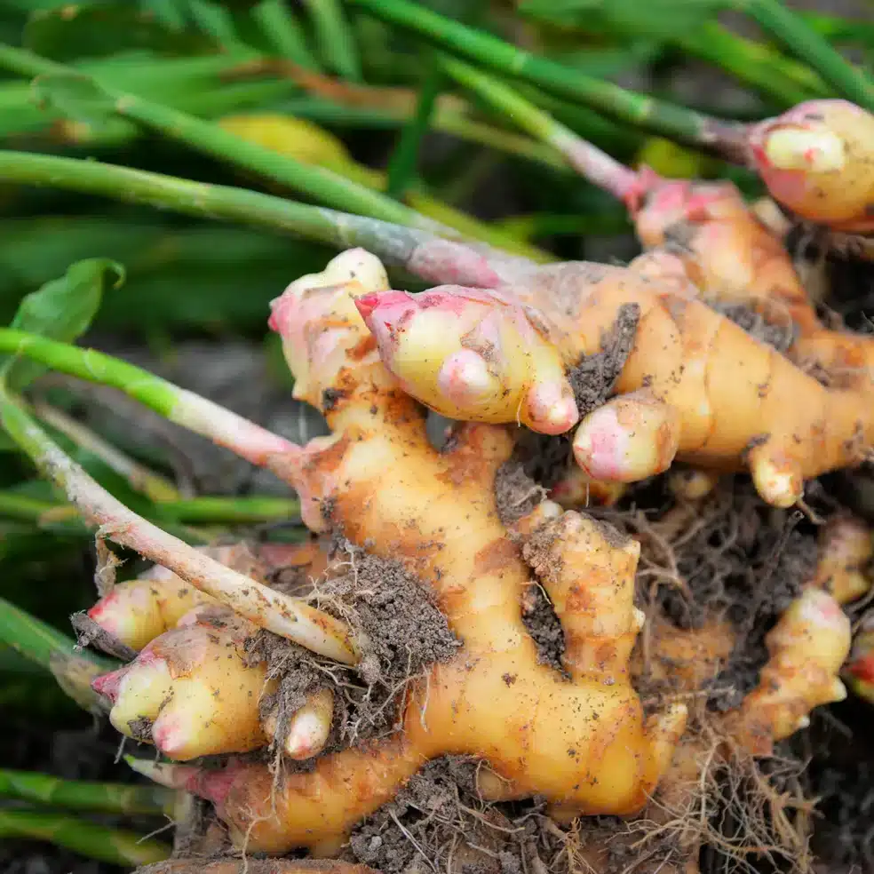 ginger root digestion, ginger root benefits for digestion, ginger root digestive health