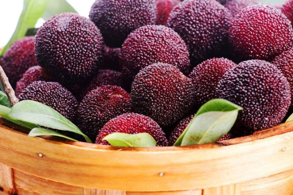 bayberry dental health, oral health herbs, herbal gum care