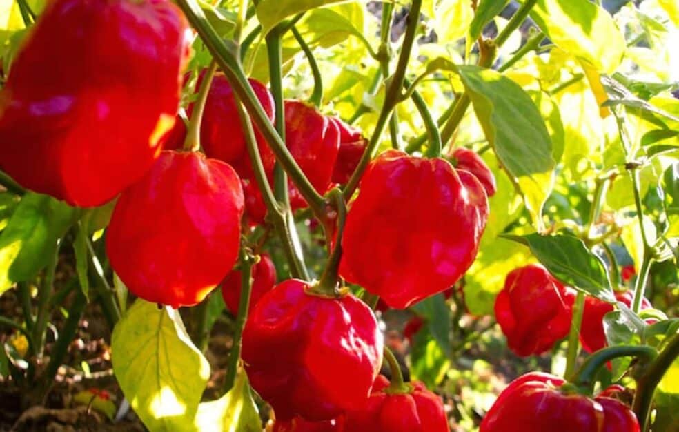 cayenne pepper immune properties, Habanero pepper for colds, natural antiviral spices