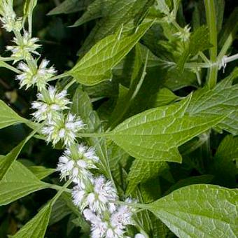 Motherwort clinical studies, heart rhythm herbs, natural heart supplements