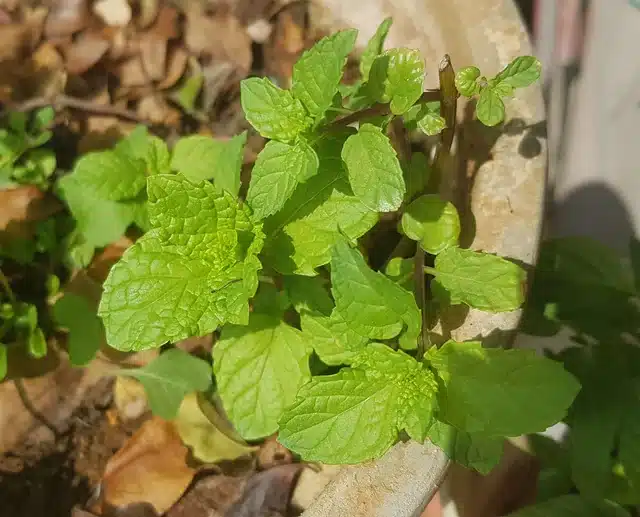 Herbal remedies for digestion support, Benefits of peppermint for digestion, Natural remedies for digestive health
