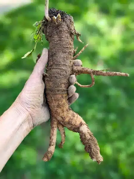 detox herb studies, detox benefits of Poke Root, essential detox herbs