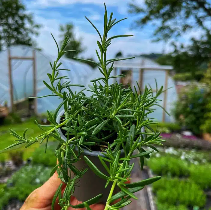 rosemary brain fog, rosemary for concentration, herbal remedies for focus