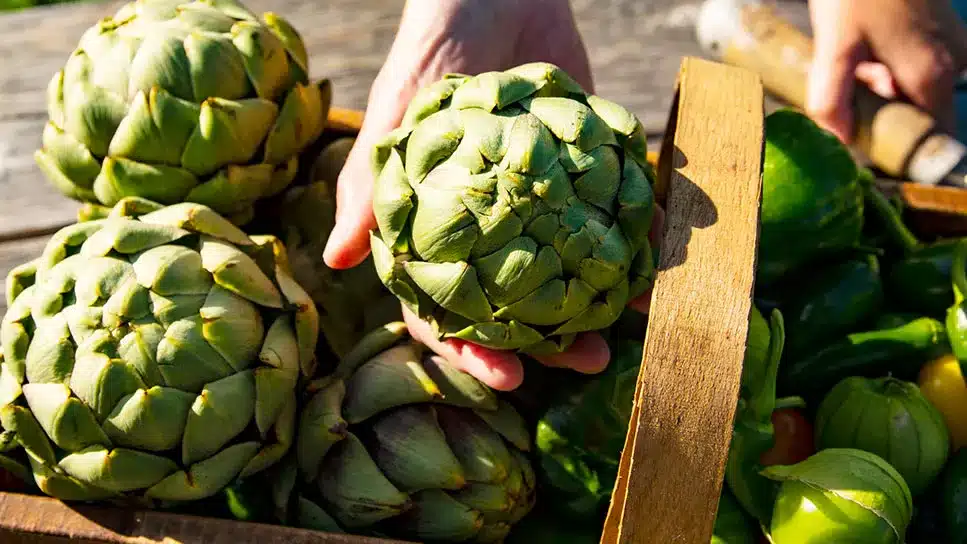 liver health herbs, artichoke liver benefits, liver wellness tips, herbal liver care