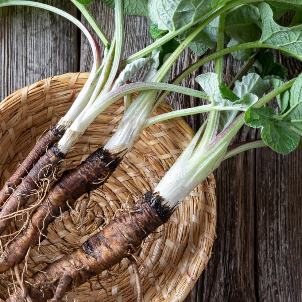 Burdock root kidney cleanse, Essiac tea for kidneys, herbal kidney support, burdock root diuretic benefits, natural kidney health