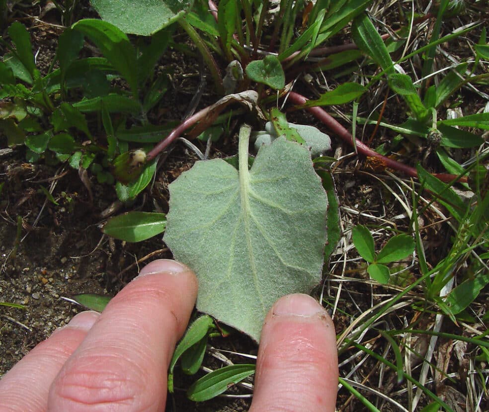 best herbs for lungs, coltsfoot health benefits, natural remedies for lungs