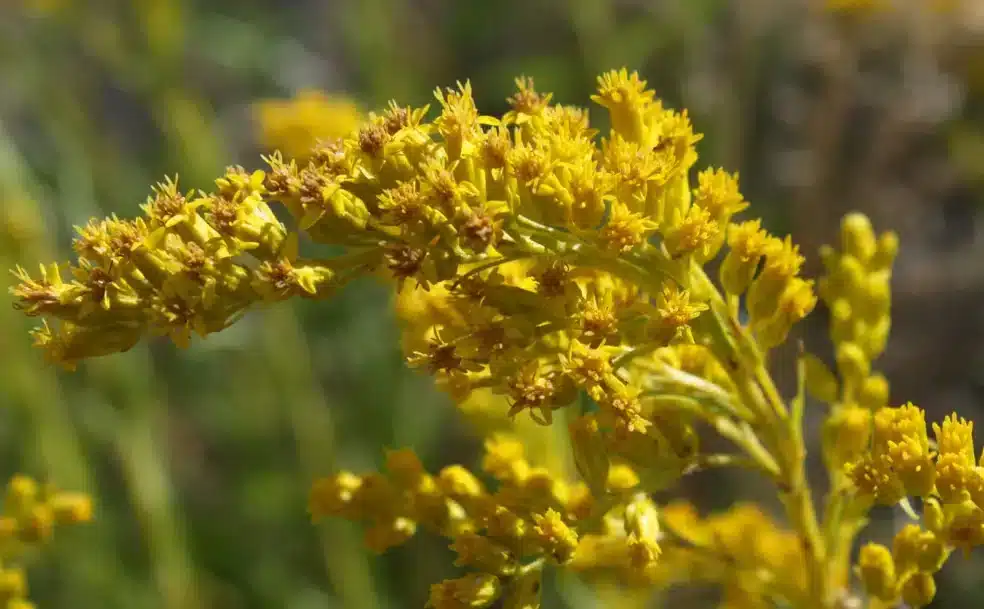 Goldenrod kidney detox, detox support tea, herbal tea benefits
