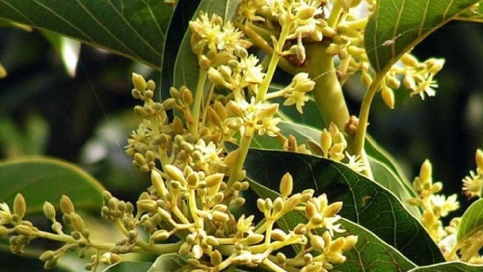 anti-fatigue herbs, Muira Puama for energy, Tribulus Plus anti-fatigue support