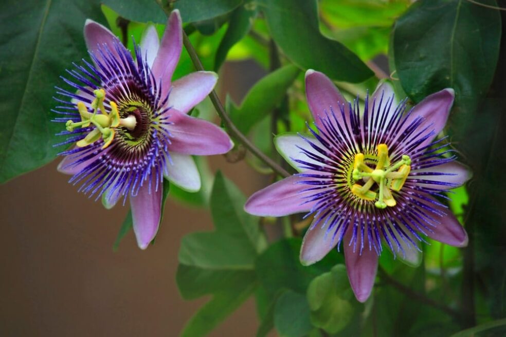 Passionflower for relaxation, non-drowsy herbal remedies, calming herbs