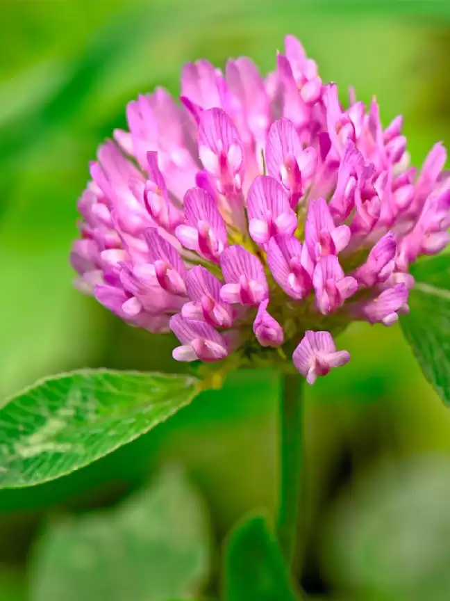 Red Clover cardiovascular benefits, herbal support for heart health, Red Clover for cholesterol, Arter Ease herbs