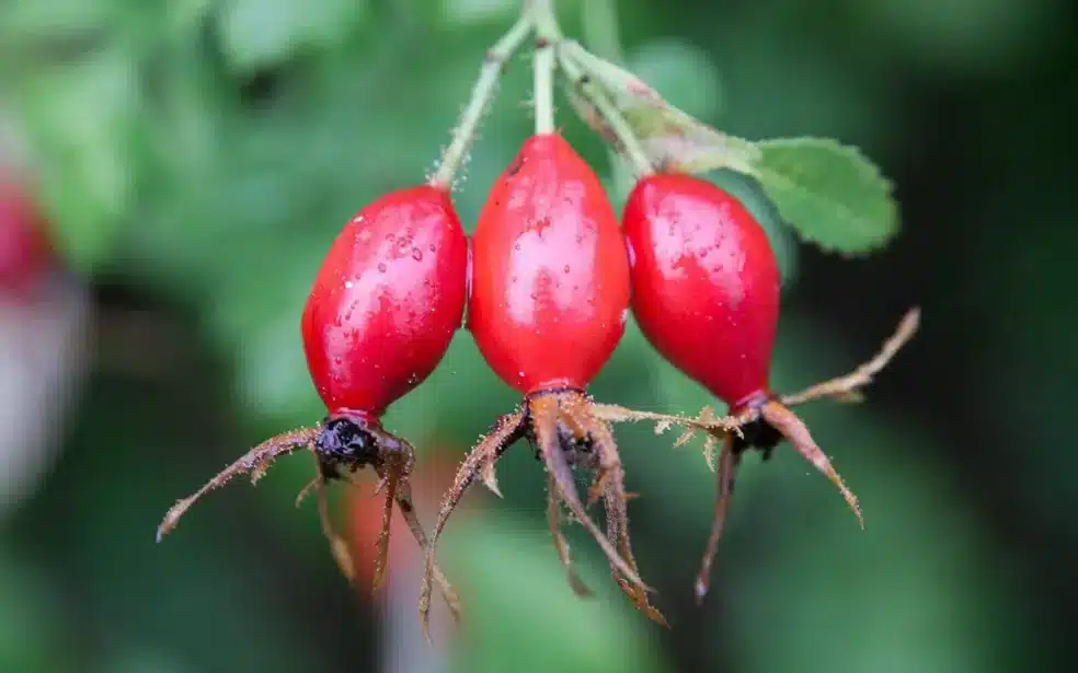 Rose hips vitamin C benefits, natural vitamin C source, immune-boosting herbs, rose hips powder