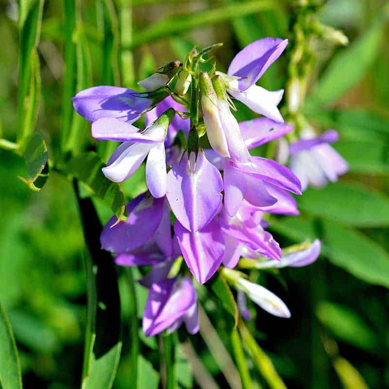 Skullcap herb for stress, modern stress relief herbs, herbal remedies for anxiety, skullcap nerve benefits