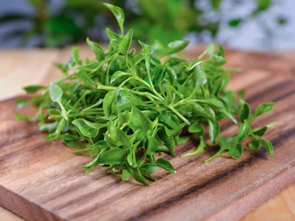 ancient herbs for thyroid, watercress remedies, thyroid herbal support