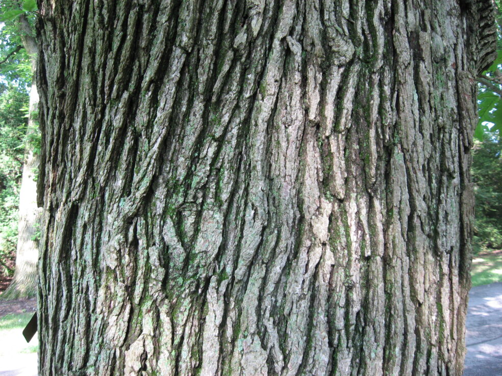 White Oak Bark gum health, herbal gum treatment, White Oak Bark proven remedy, natural oral support, White Oak Bark teeth benefits