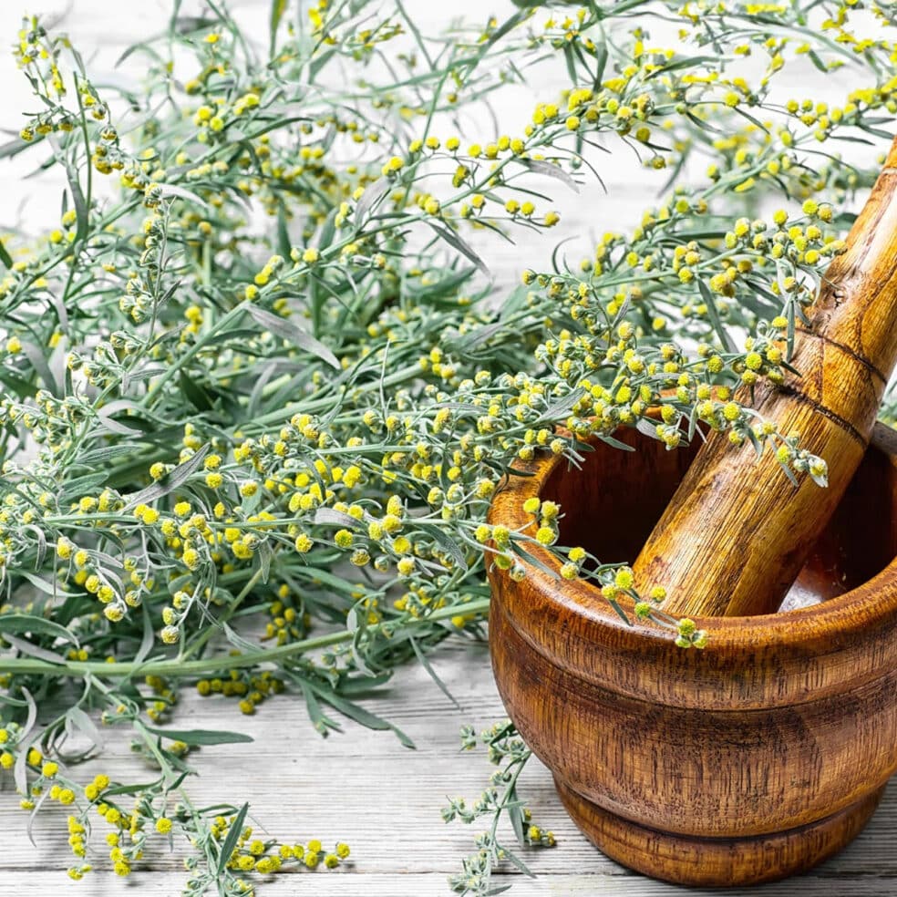 Wormwood cleanse benefits, best parasite support herbs, Wormwood taste benefits
