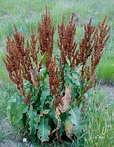 Yellow Dock for iron deficiency, plant-based iron supplements, Natureโs Iron ingredients