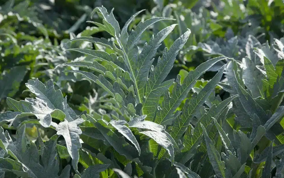 artichoke liver damage repair, herbal liver solutions, artichoke for liver support, liver health research