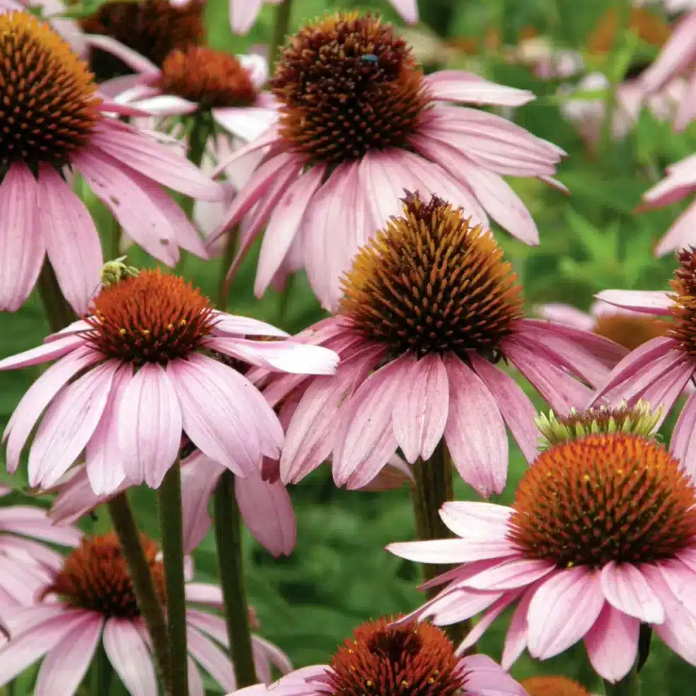 Echinacea for colds, natural cold remedies, immune-boosting herbs, fight flu naturally
