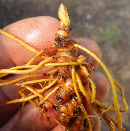 Goldenseal root tips, detox herbs benefits, Goldenseal and cleansing