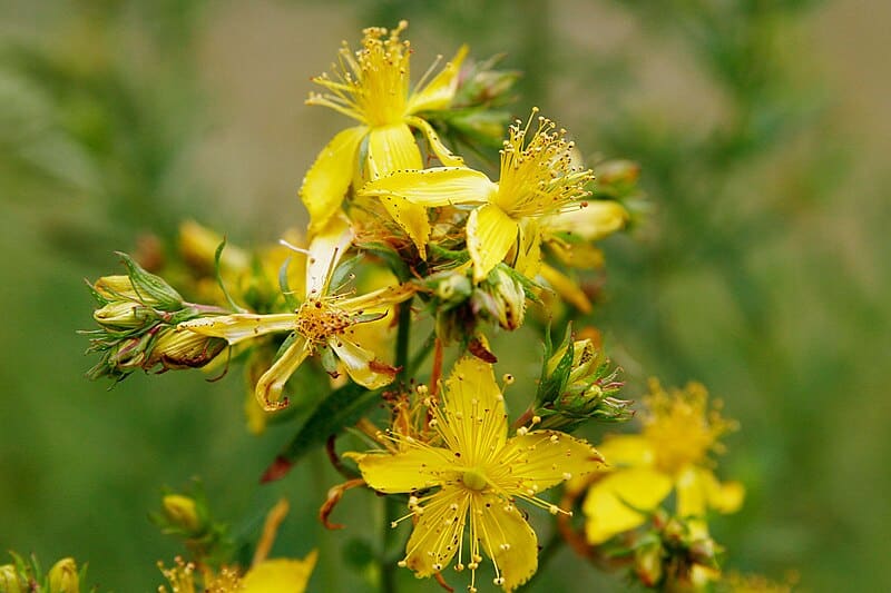 trusted herbs for pain relief, Johnโs Wort oil benefits, natural inflammation relief, deep tissue support herbs