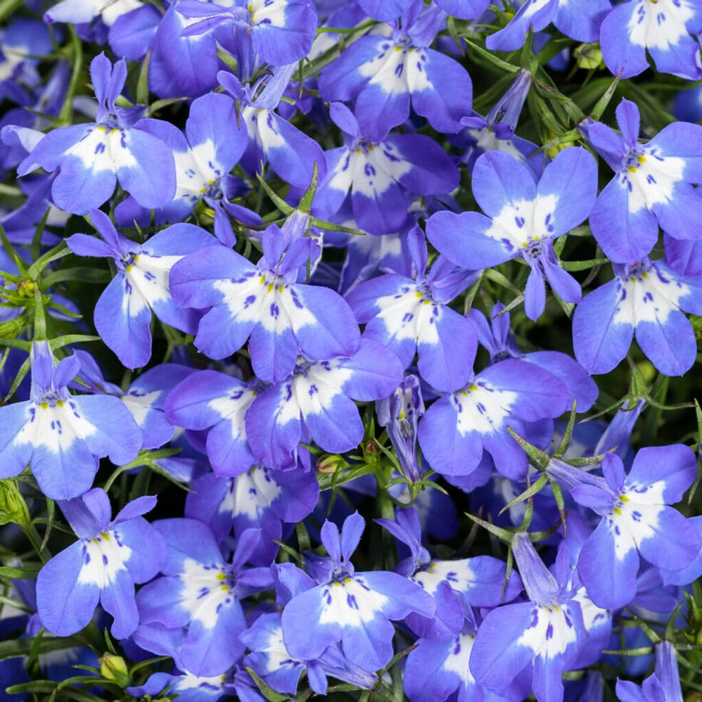 Lobelia mental clarity, stress-reducing herbs, herbal serenity solutions, Nerve Calm focus