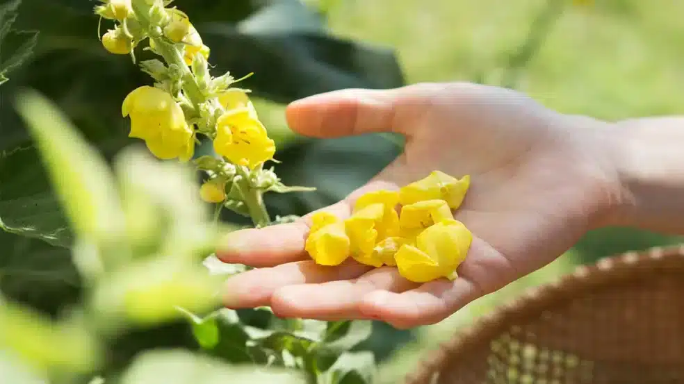 Mullein benefits for eyes, herbal remedies for vision, Mullein lung health, natural vision support