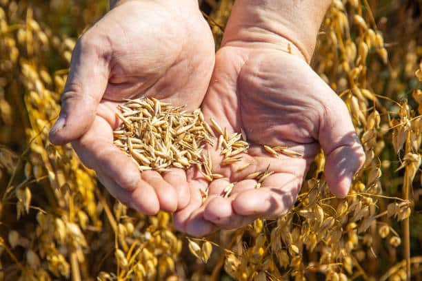 Oat straw for stress, herbal remedies for bones, natural calcium and magnesium, Oat straw uses