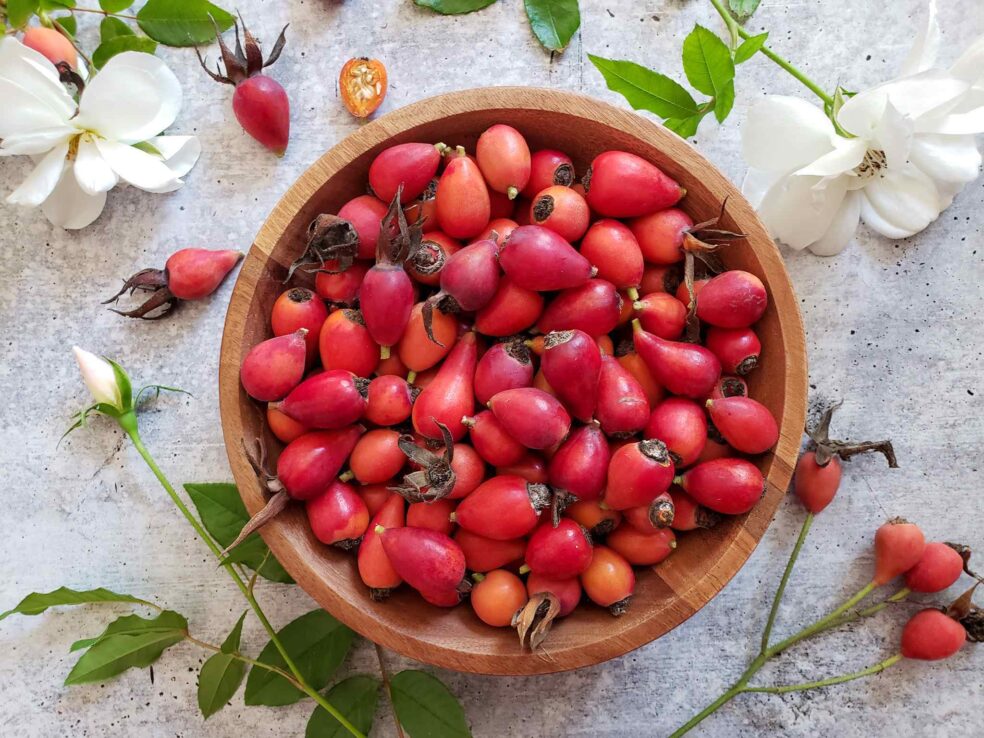 Rose hips for energy, natural performance booster, vitamin C herbs, Natureโs Vitamin C for health