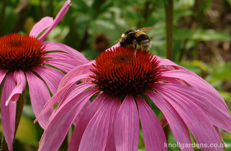 echinacea supplement, herbal immune booster, natural immune support, best herbal supplement for immunity