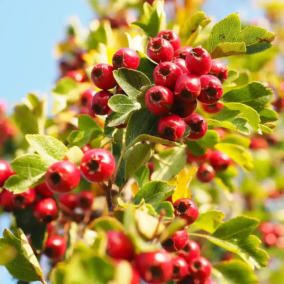 hawthorn berry benefits, hawthorn berry heart health, hawthorn extract supplement, herbal remedy for heart disease