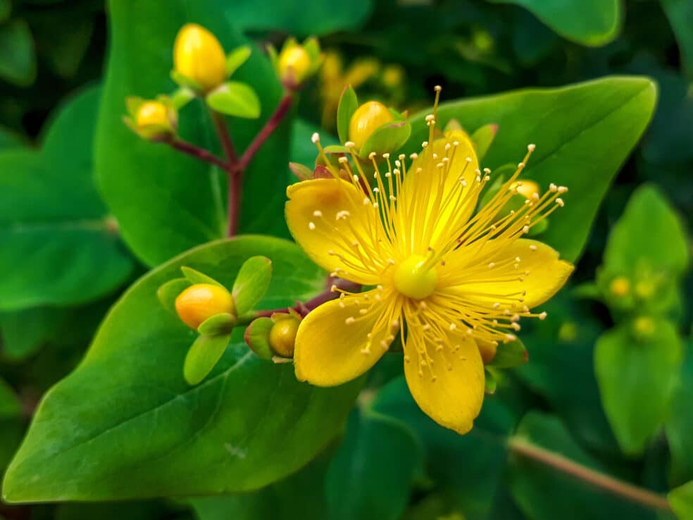 johnโs wort benefits, herbal antidepressant, natural depression remedy, herbal mood booster