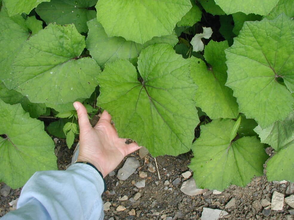Coltsfoot for lung detox, herbal detox for lungs, natural lung cleanse, best herbs for smokers, Coltsfoot smoking detox