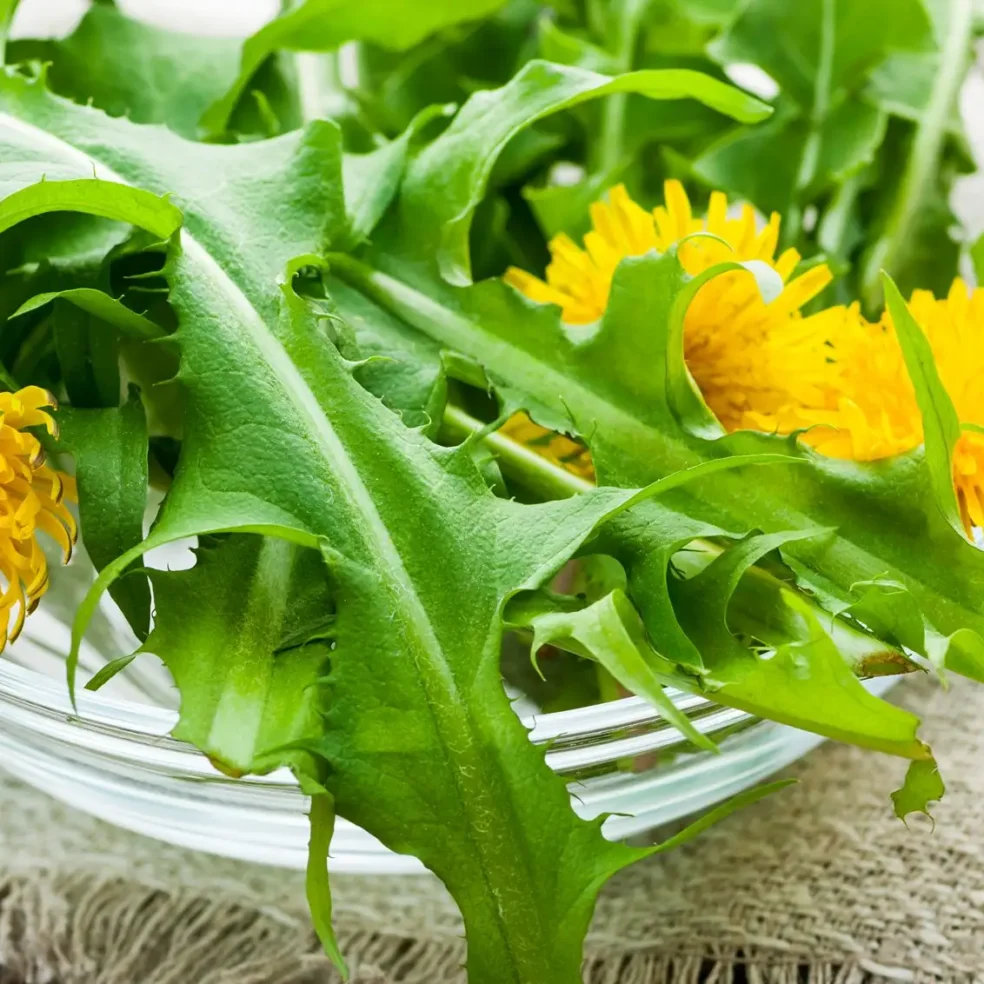 iron-rich herbs, dandelion vs spinach