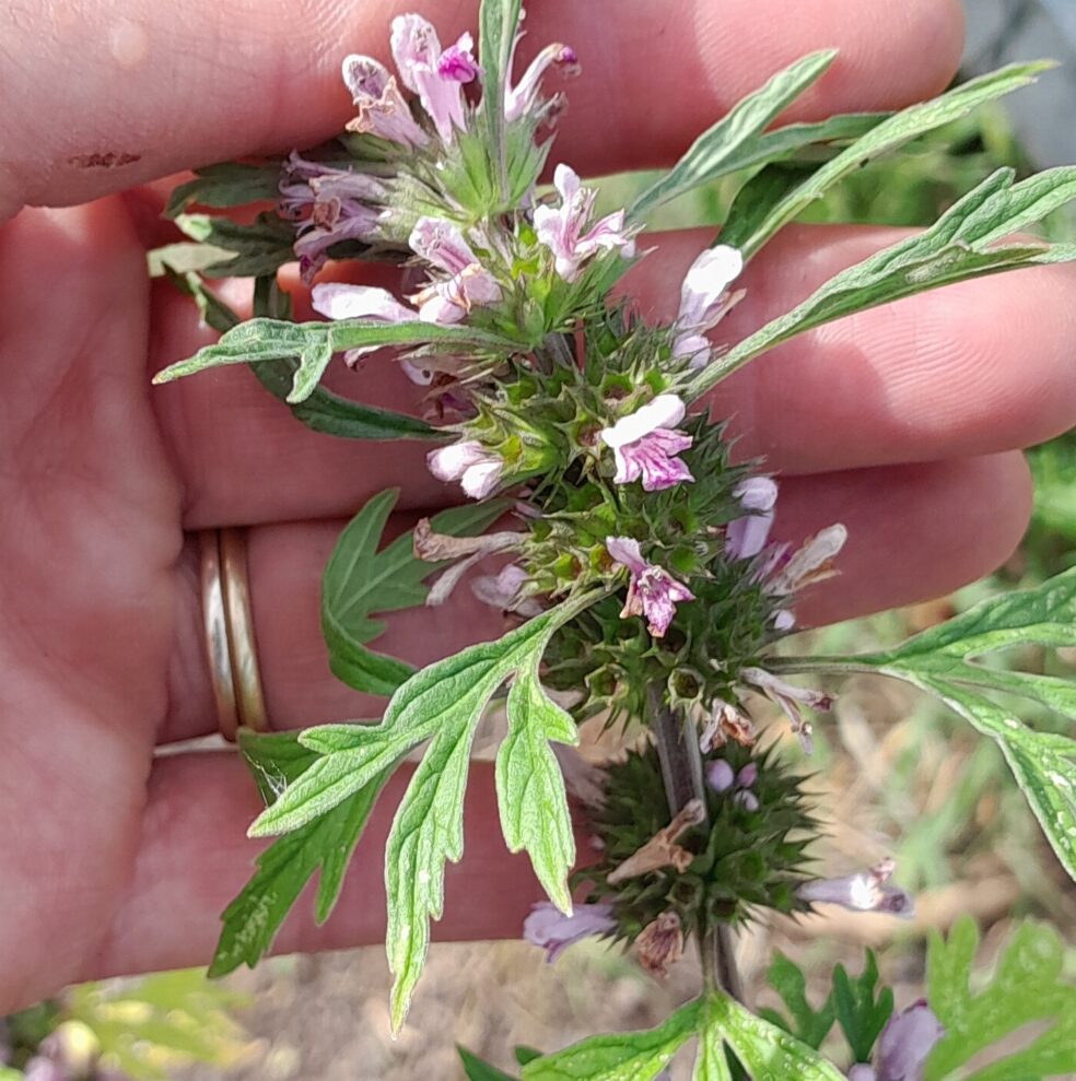natural heart support, motherwort research