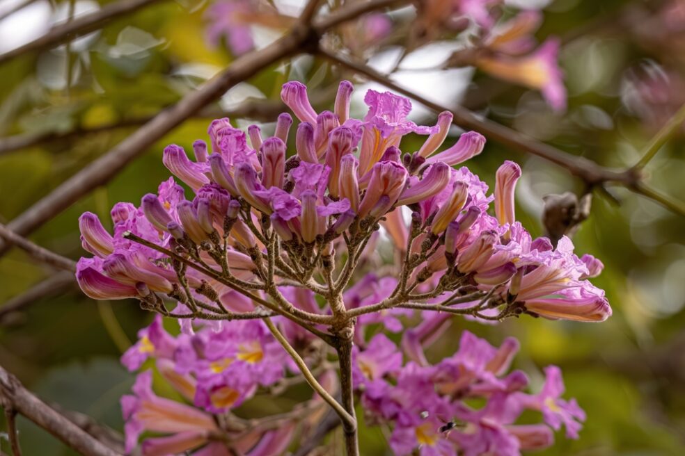 pau dโarco tea benefits, natural body detox