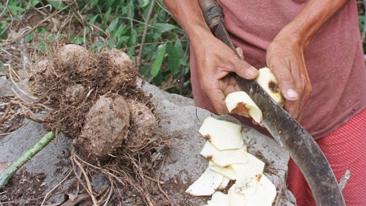 wild yam estrogen alternative, natural hormone replacement