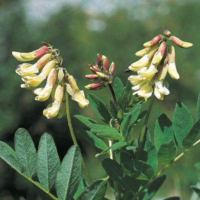 astragalus for cold and flu, immune system herbs, prevent illness naturally