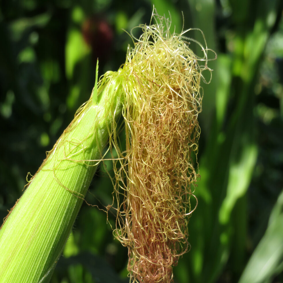 corn silk for urinary frequency, natural remedy nocturia, prostate night urination