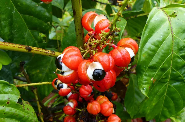 guarana vs caffeine, guarana energy benefits, herbal energy pills